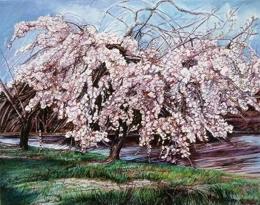 Cherry Tree, Butterfly